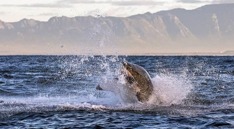 Акула в полете: невероятные снимки, сделанные фотографом-анималистом