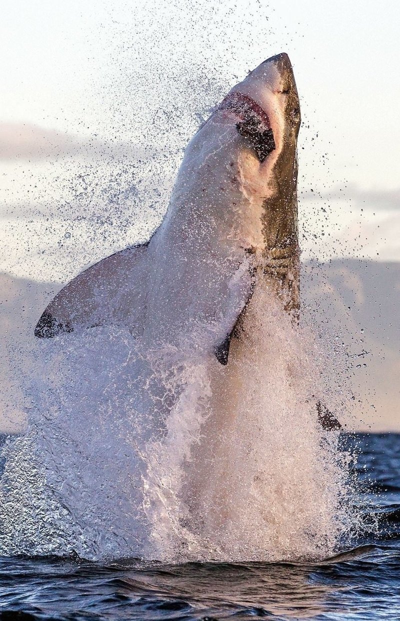 Акула в полете: невероятные снимки, сделанные фотографом-анималистом