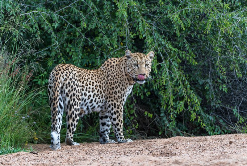 Почему в Африке леопардов ищут с помощью антенн