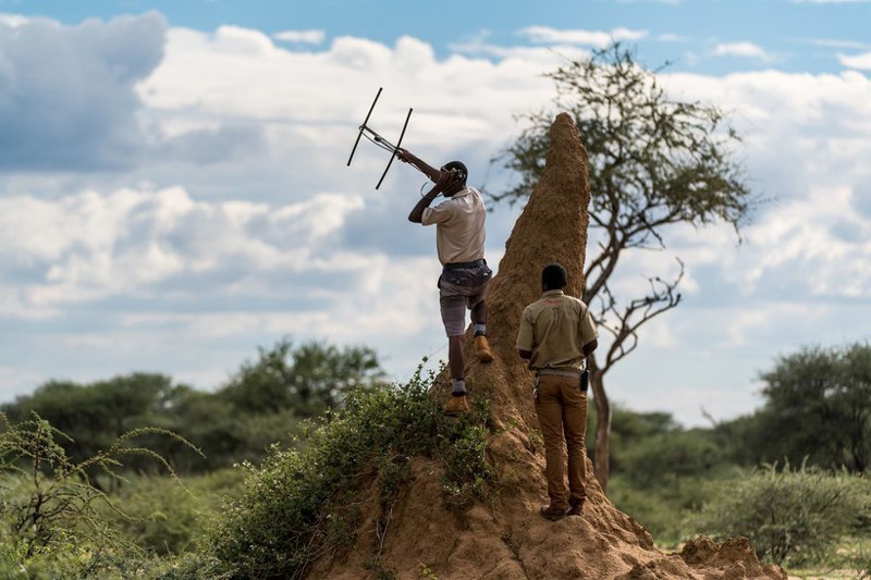 Почему в Африке леопардов ищут с помощью антенн