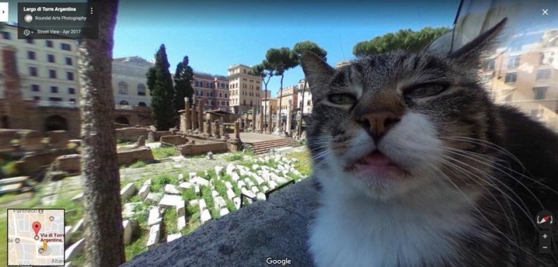 Кот в Google Street View