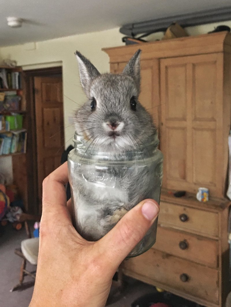 Кролик в банке