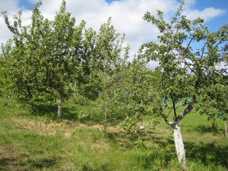 Ботанический сад ПетрГУ