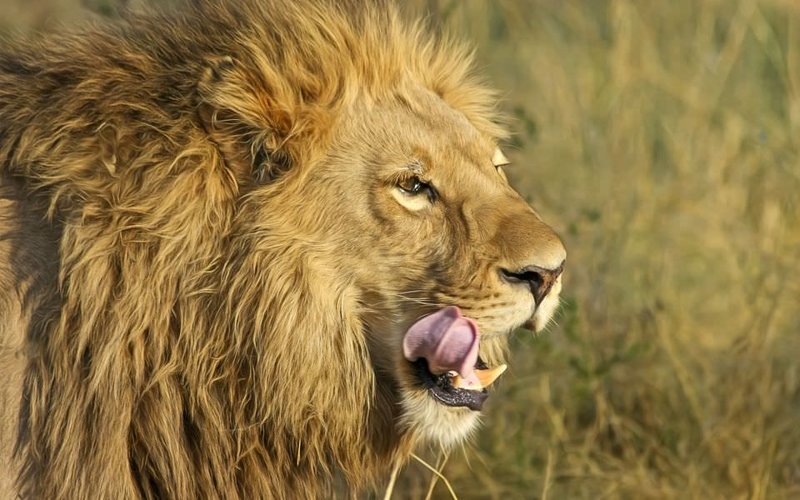 Львы съели трех браконьеров, охотившихся за рогами носорогов