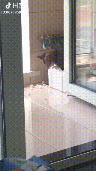 Когда нашел кусок пенопласта