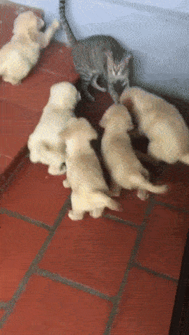 Что называется залюбили