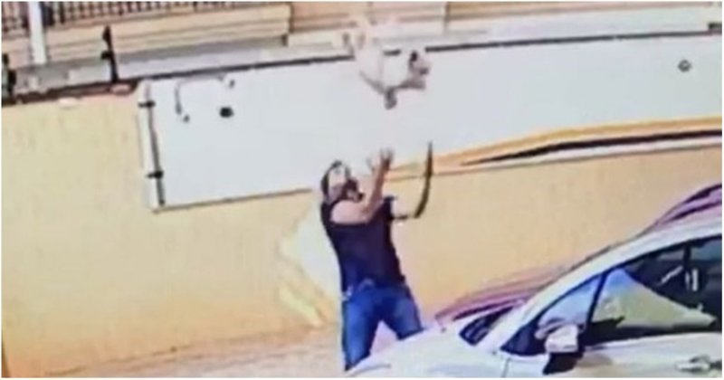 В Бразилии мужчина поймал упавшую с девятого этажа собаку