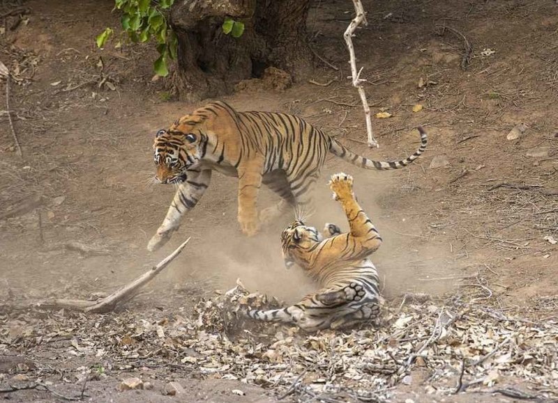 Танец-бой: невероятные фотографии схватки индийских тигров