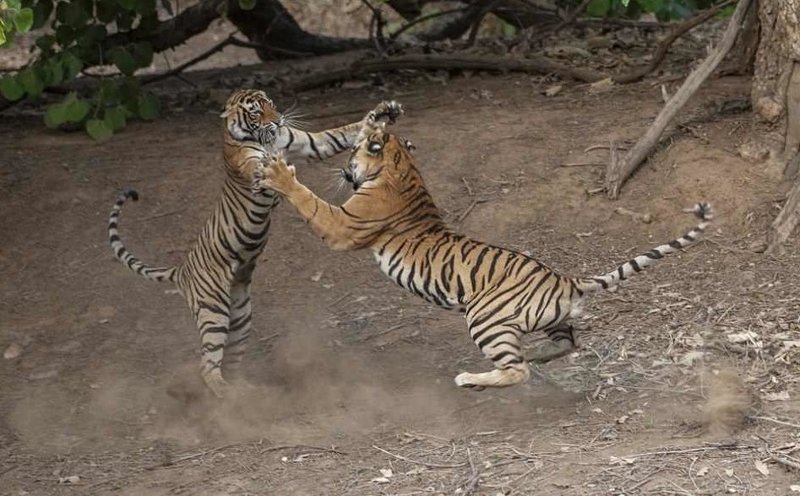 Танец-бой: невероятные фотографии схватки индийских тигров