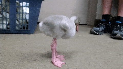 Гифки дня Гифки дня