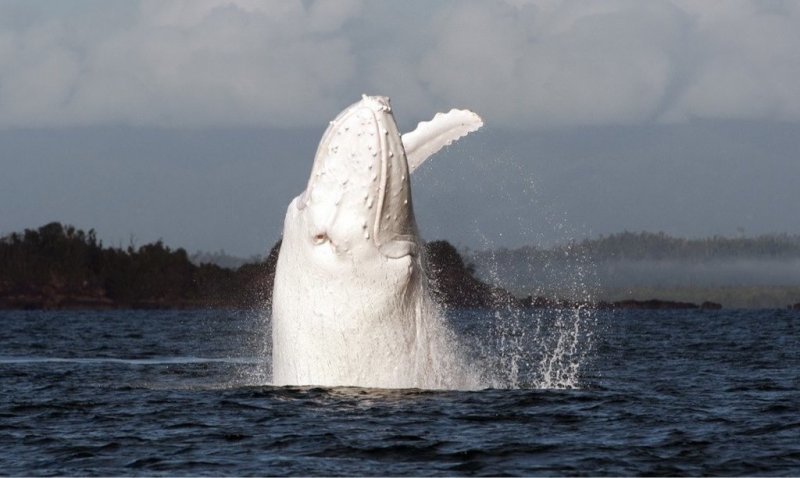 Редчайший кит-альбинос