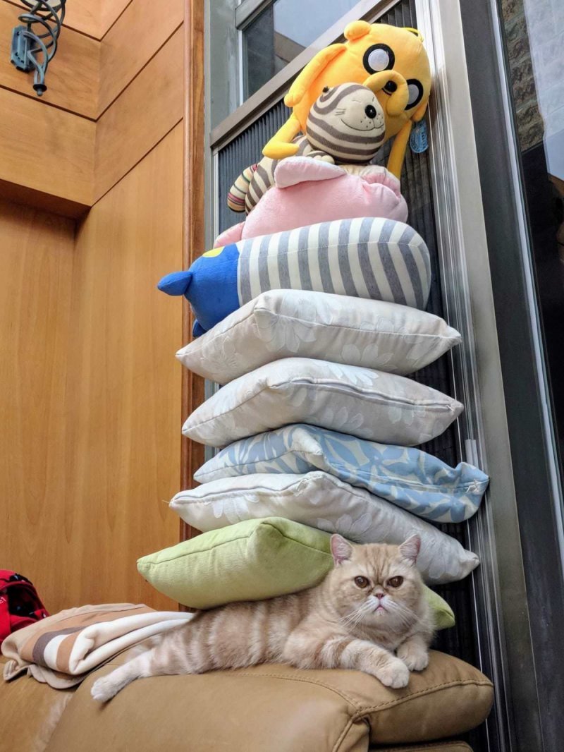 Кот под подушками