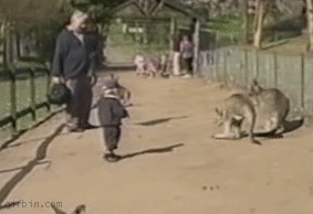 кенгуру лучше не дразнить