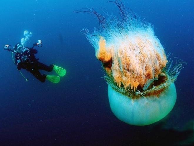 Медуза цианея фото по сравнению с человеком