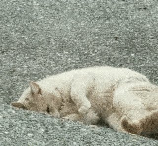 В нагрузку к дому женщина получила дикого кота