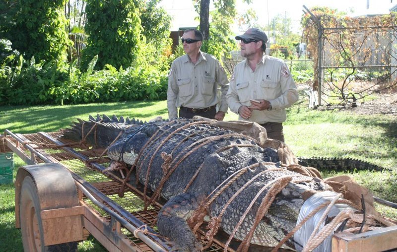 Крокодил весом в 600 кг стал крупнейшим уловом рейнджеров Северной территории 