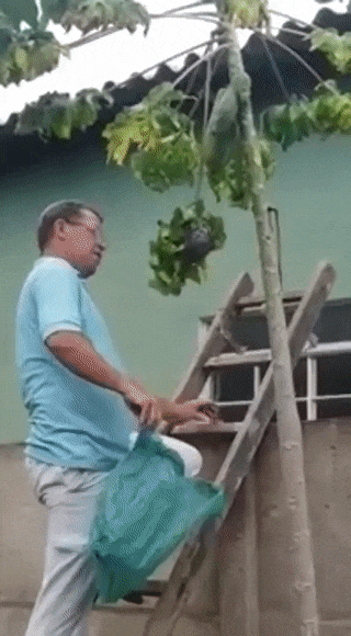 Простой способ убрать осиное гнездо Простой способ убрать осиное гнездо