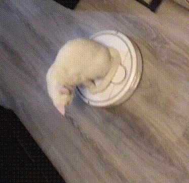 Истинное предназначение робота-пылесоса