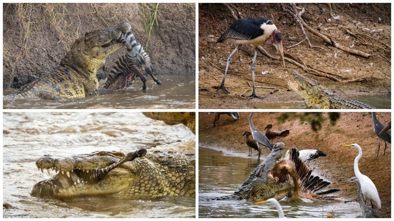 Смертельные челюсти: потрясающие фотографии крокодильей охоты