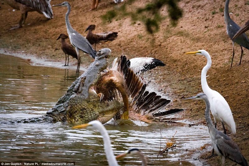 А эти фотографии охоты крокодила на птиц в национальном парке Горонгоза (Мозамбик) сделала фотограф Джен Гайтон