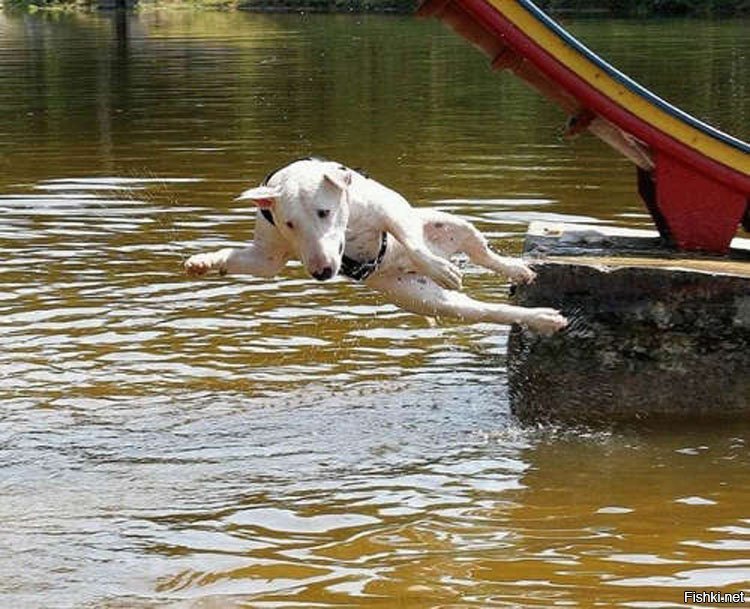 Животные купаются. Купание животных. Собака плавает. Собака плывет.