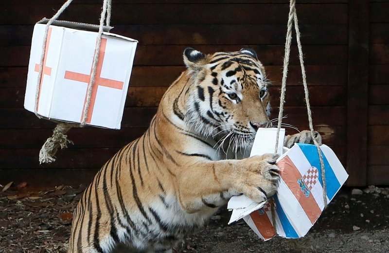 Бартек, пятилетний амурский тигр, выбирает Хорватию, пытаясь предсказать результат матча полуфинала чемпионата мира по футболу между Хорватией и Англией во время мероприятия в зоопарке Роев Ручей в Красноярске.