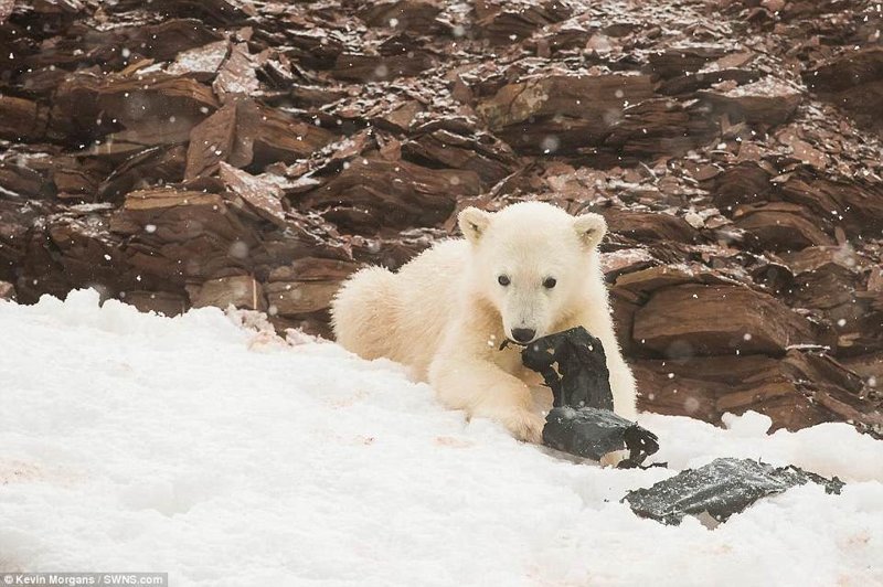 Экологи опубликовали шокирующие фото: белые медвежата играют с пластиком