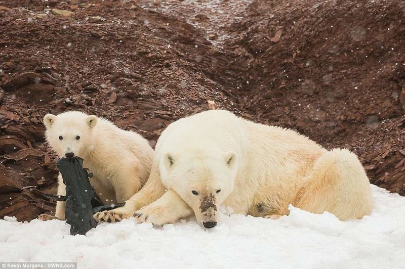 И даже на большом расстоянии от Северного полюса команда увидела шокирующую картину: белые медвежата играют с полиэтиленовыми пакетами.