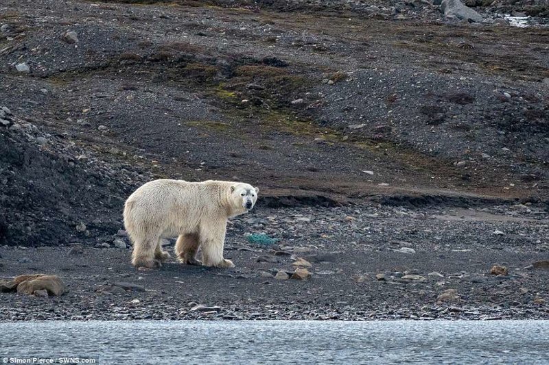 Сколько пластикового мусора в Арктике?