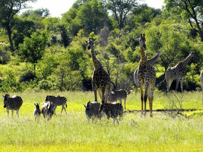 10. Национальный парк Крюгер (ЮАР)