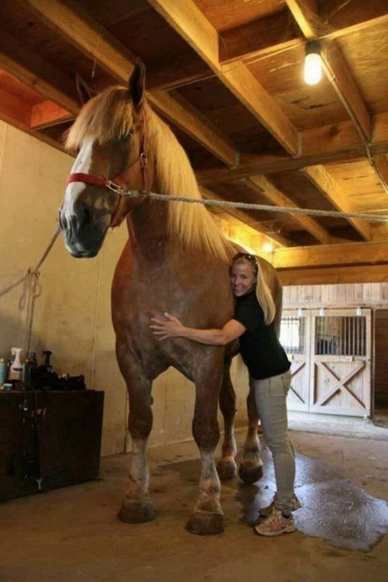 Удивительно то, что Big Jake принадлежит к породе брабансонов или бельгийских тяжеловозов, рост которых в среднем равен 165 см, сами они мощные, скорее коренастые. Но этот конь из Висконсина ломает все стереотипы.