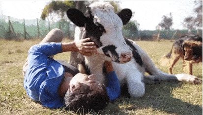 1. Коровы обожают, когда с ними играются