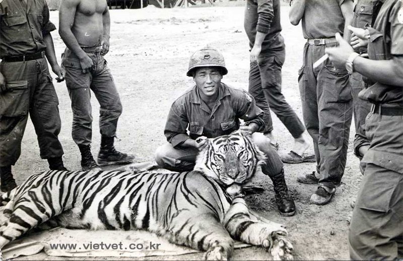 Найти последнего дикого тигра во Вьетнаме