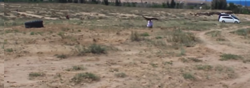 В Киргизии беркут атаковал ребенка: видео