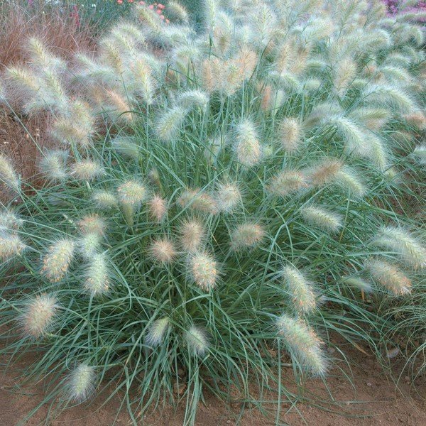 Пеннисетум мохнатый ( Pennisetum villosum )