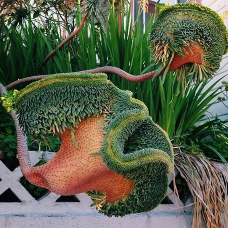 Синяк Вильдпрета — травянистое двулетнее растение рода Синяк семейства Бурачниковые