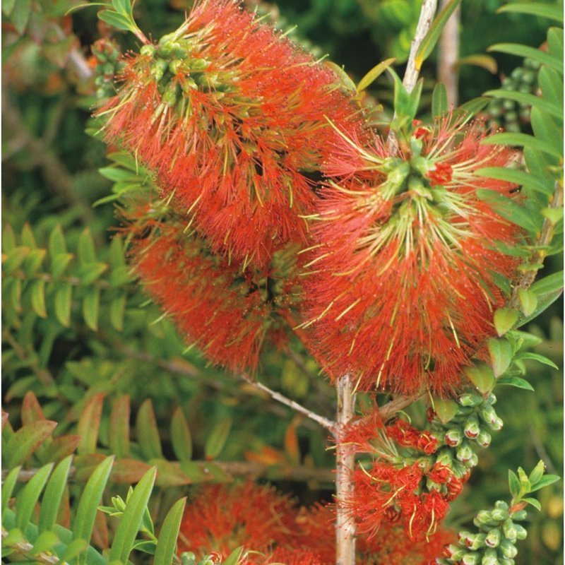 Каллистемон, или Красивотычиночник, или Краснотычиночник — род вечнозеленых кустарников или небольших деревьев семейства Миртовые, произрастающих в Австралии и, частично, в Новой Каледонии