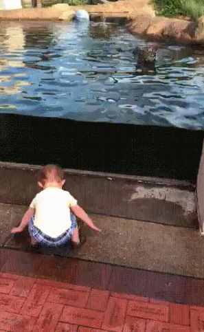 Тигр слегка удивился такой смелости