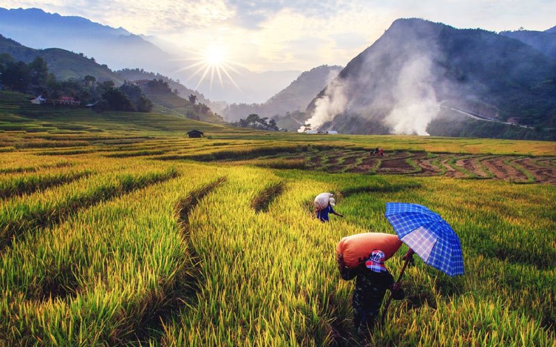 Желающих поработать в свой отпуск на грядках, ждут фермы Вьетнама