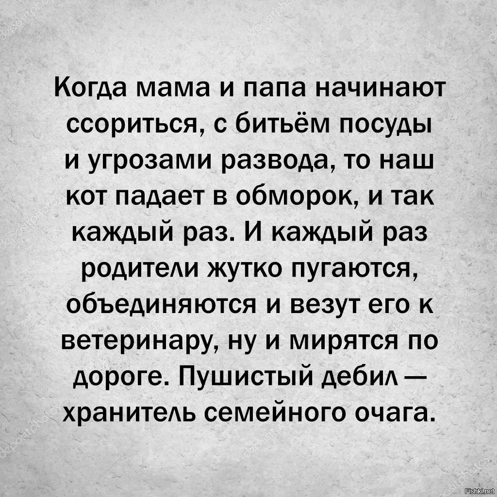 Начни папа. Когда родители ругаются кот падает в обморок. Когда отец с матерью начинали ссориться кот падал в обморок. Начинайте ссориться. Начинаю ругаться.