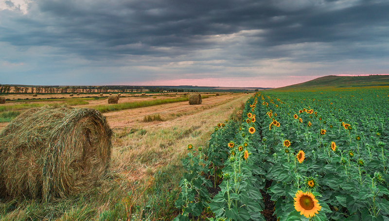 Скошенное сено и поле подсолнечника в Изобильненском районе