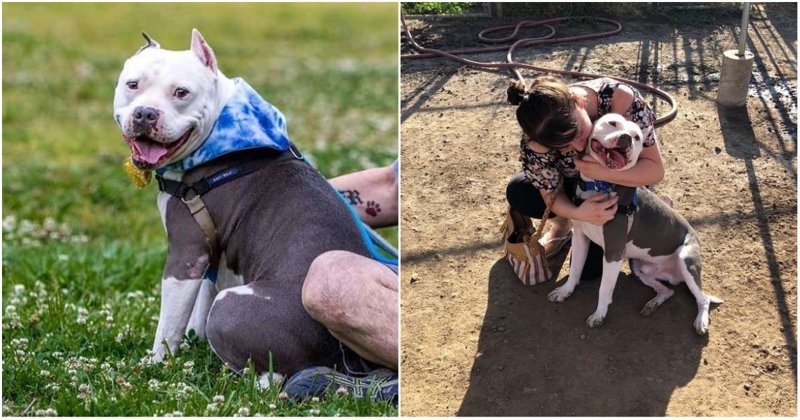 Собака воссоединилась со своей хозяйкой спустя три года после пропажи
