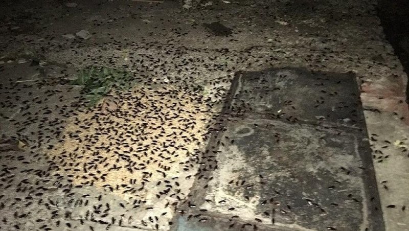 Казанские тараканы не дают людям зайти в подъезд