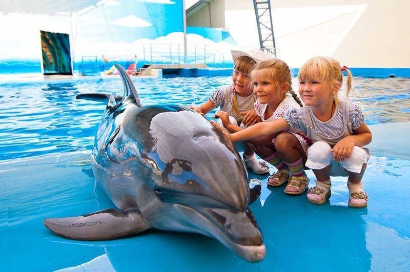 9. Посещение дельфинариев и передвижных цирков