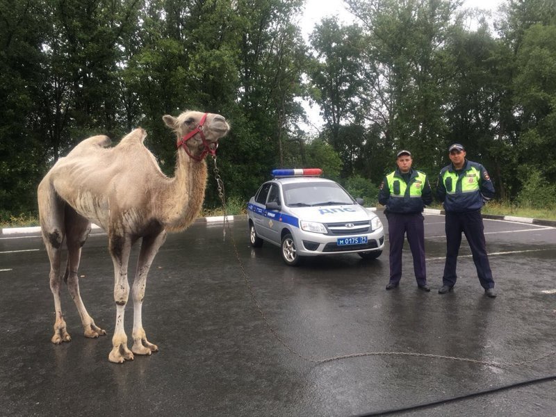 Сотрудники полиции вскоре поймали животное. Выяснилось, что верблюд принадлежит расположенному на окраине Новомосковска передвижному цирку, он накануне оттуда  сбежал.