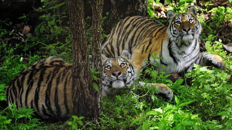 В "Бикине" живет около 10% популяции амурских тигров
