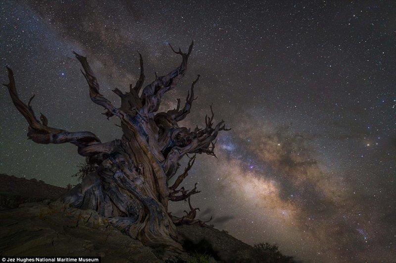 Млечный путь над одним из самых старых деревьев в мире в национальном заповеднике Иньо в Калифорнии. Джез Хьюз, Великобритания.