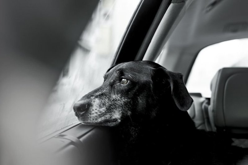 Олди, собака-спасатель. Фото Рэйчел З. Чеккини