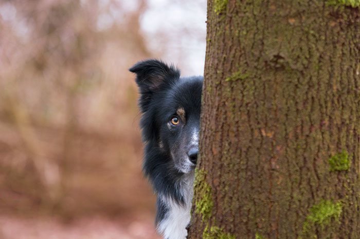 24. Фото: Кирстен Ван Рейвенхорст, Нидерланды. Третье место в категории "Я люблю собак, потому что..." для фотографов 12-17 лет