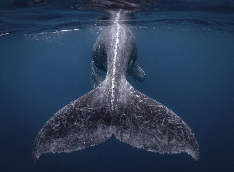 1. Горбатый кит неподалеку от острова Кумедзима, Япония. Фото: Рейко Такахаши. Первое место в категории «Природа», Гран-при конкурса 